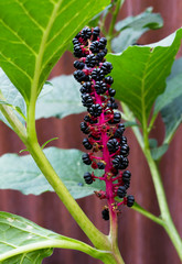 Phytolacca Americana (American Pokeweed or Simply Pokeweed) with black berries. Vertical image