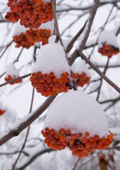 Red berries (rowan) in the snow. Vertical image