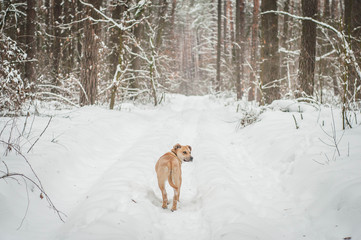lonely dog in the winter forest