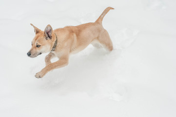 a dog that runs in the winter forest