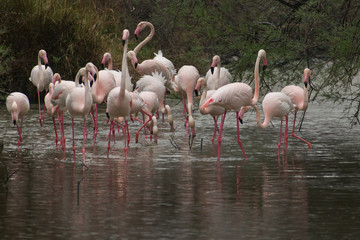stormo di fenicotteri nello stagno