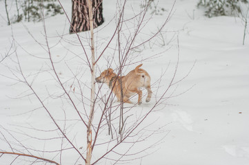 a dog that runs in the winter forest