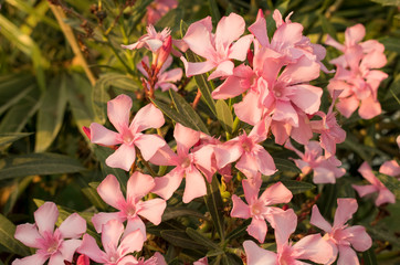 Pink sweet oleander flower or rose bay (Fragrant oleander, Nerium oleander). Vintage filter 