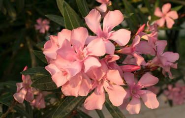 Pink oleander flower or rose bay (Fragrant oleander, Nerium oleander). Vintage filter effect