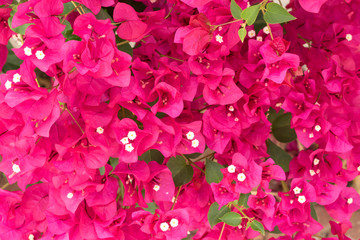 Pink Bougainvillea. Summer flowers background