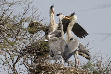 Aironi cenerini su garzaia