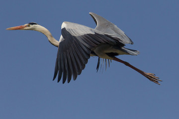 airone cenerino in volo