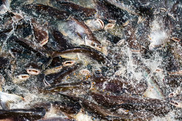 Feeding fish, scramble fish, eat serious food in the water.soft focus.