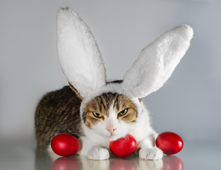 Easter cat in rabbit ears guards three red eggs