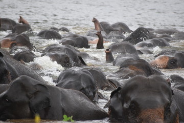 elephants crossing river