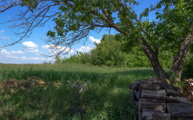 Fototapeta premium Firewood is dried in the shade of a tree.