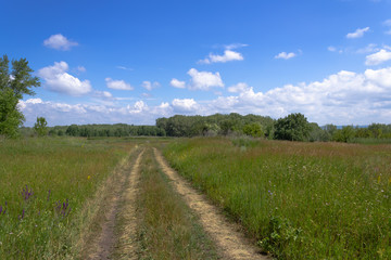 Fototapeta na wymiar Path through a field with thick grass.