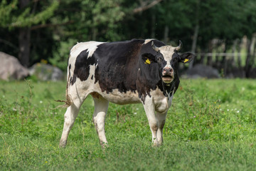 Black and white cow sounding moo to the camera