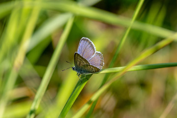 Close up of a blue winged butterfly