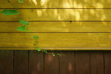 Fototapeta premium Single grapevine and old wooden wall background with sunlight