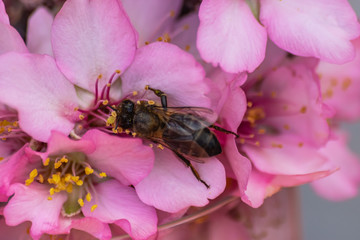 Bee (apis mellifera) pollinating almond flowers (prunus dulcis) close view