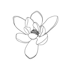 Magnolia