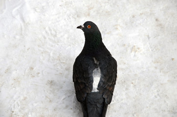 Pigeon in winter