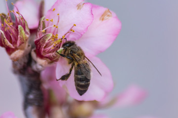 Bee (apis mellifera) pollinating almond flowers (prunus dulcis) close view
