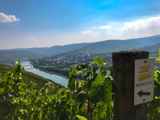The beautiful River Moselle, Mosel in Germany during summer. The Area where the good Wine comes...