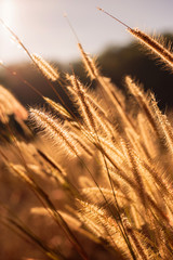 Grass pollen with sunset light