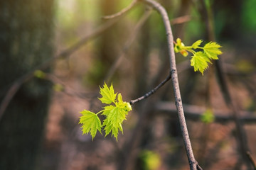 The first leaves on a tree branch in the spring.