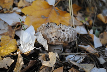 mushrooms in the forest