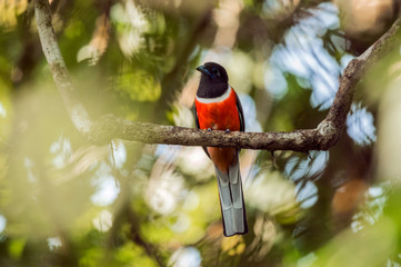 Malabar Trogon, Harpactes fasciatus, Goa, India.