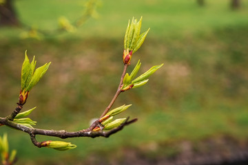 The first leaves on a tree branch in the spring.
