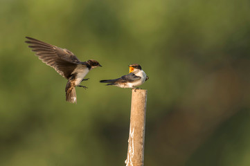 Wire-tailed swallow, Hirundo smithii, Ghansoli, Maharashtra, India.