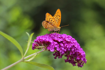 beautiful butterfly on butterfly bushes (Buddleja davidii)