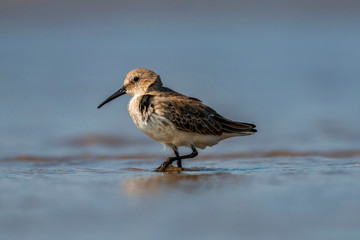 Dunlin, Calidris alpina, Akshi, Alibagh, Maharashtra, India.