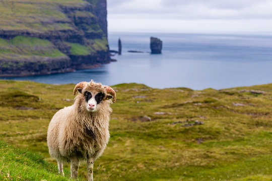 Sheep on faroe island