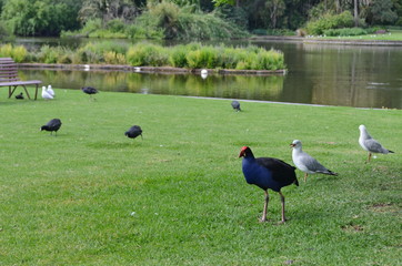 Birds in the park