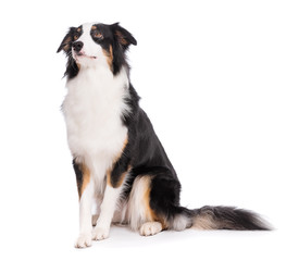 Portrait of cute young Australian Shepherd dog sitting on floor, isolated on white background. Beautiful adult Aussie, frontal and looking upward.