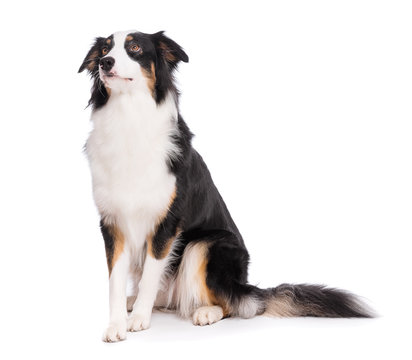 Portrait of cute young Australian Shepherd dog sitting on floor, isolated on white background. Beautiful adult Aussie, frontal and looking upward.