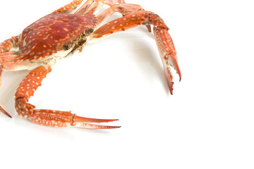 Steamed blue swimming crab, Flower crab, Blue crab (Portunus pelagicus) isolated on white background.