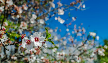 Almond flowers (prunus dulcis) blooming with blue sky background