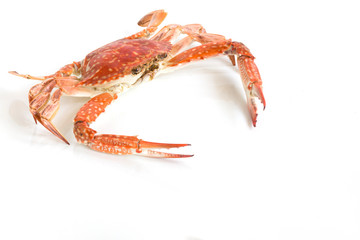 Steamed blue swimming crab, Flower crab, Blue crab (Portunus pelagicus) isolated on white background.