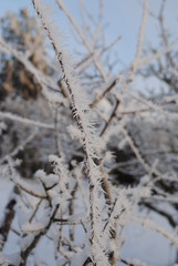 frost on branches