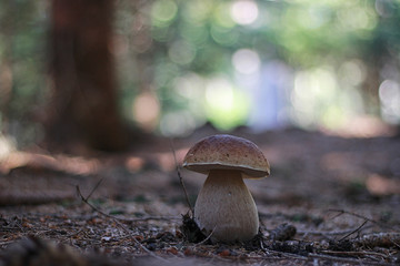 edible mushrooms growing in the forest