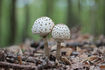 edible mushrooms growing in the forest