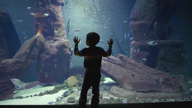 child boy looks at the beautiful underwater world with many different fish that swim in an aquarium