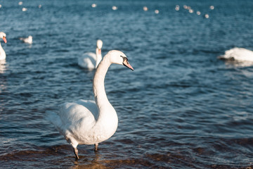 swan on lake
