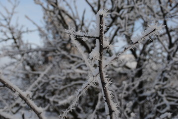 branches covered with snow