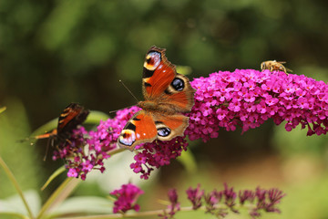 butterfly feeding on Buddleia flower (also known as Butterfly bush, orange eye and summer lilac)