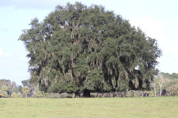 Tree in field