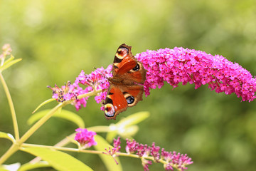 butterfly feeding on Buddleia flower (also known as Butterfly bush, orange eye and summer lilac)