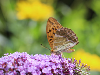 Fototapeta na wymiar butterfly feeding on Buddleia flower (also known as Butterfly bush, orange eye and summer lilac)