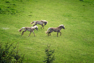 Fototapeta premium Three horses with blonde mane running wild